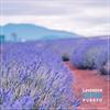 Lavender Farm - Rubato