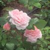 flowers for a girl from aomori - eva gomi tenshi&Robert Brocklehurst
