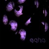 Entre Ceniza - (Echo)