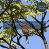 Northern Mockingbird Calls for Quiet Nights - Emma Scott Nature Studio