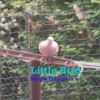Little Bird - Sergio Guarneri