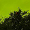 contamination2009 - funkedheart