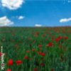 Pleasures U Like (Explicit) - Sarob
