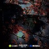 姻缘 - 从格幻声