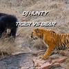 TIGER VS BEAR - DJ Hunty