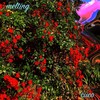 Melting - Cuco
