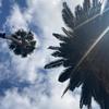 California - Jenka