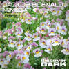 Nemesia (Project 8 Remix) - Jackob Roenald&Project 8