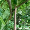 wooden stick - Stone Cold