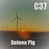 Guinea Pig - C37