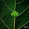 SPINACH (Explicit) - Lil Zib&Theisy&Cheeky