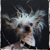 Female Puppies (Explicit) - JahJah Beenks