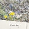 Somewhat Earth - Lotte Lire