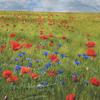 Bloom - Brett Raio