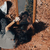 Maja - Allison Mareek