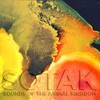 Auk (Hatari Remix) - SOTAK (CH)