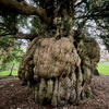 Ancient Yew - Jason Singh