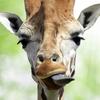 Bora Salvar Amazônia: Bora Salvar as Girafa - Bakari