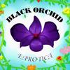Dianna - Black Orchid