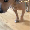 Psychedelic Funk Lobster Soul - BASSET