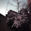 g l a n c e - 朵儿超甜鸭