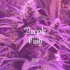 Purple Kush - AXIM