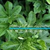 Although I have difficulties (feat. 初音ミク) - Jack Tan&初音ミク