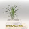 Little Pony Tail - Billy Lynn