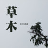 草木 (吉他版) - 旺仔加真露