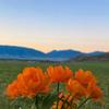 Summer flower - TIann