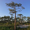 Tropical Birds of the Emerald Coast - Relaxing Sleep Sound