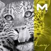 Hoy - Mariu