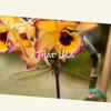 Glorious Child - Coline Hoha