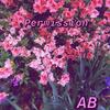 Permission - AB
