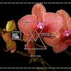 Make Me Feel (Original Mix) - Steve Tosi