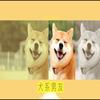 犬系男友 (Prod. by Zj-aIvSoN) - 焉栩嘉&陈泽希