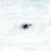 Lost at Sea - loyalties&Vincent Lima&Hoober