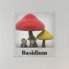 Basidium - Dave McLeod