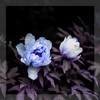Only for a Moment - v e n n&Moonlight Echoes