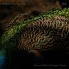 Rise of the Simurg - Manuel Pelliza&Toygun Sozen