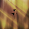 You & Me (Original Mix) - Opposite Ways&Stjepanek&Eleonora