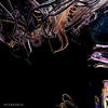 Sordid Orchid (feat. Anthea & The Roomate) - Anthea&Kenji Araki&The Roomate