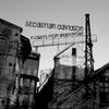 Flowers from the Underground - Sebastian Davidson