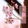 我的樱花 - 策晓凯