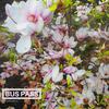 Bus Pass (Explicit) - Ifyyellow