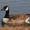 Untitled (My Bad) (Explicit) - GOLDEN GOOSE