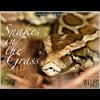 Snakes In The Grass - O.M.G.