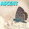 Beautiful Morning - Ascent&Norma Project