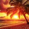 Tropical Heat - Oliver Von K