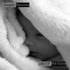 Little D (Original Mix) - Mark Pizzonia